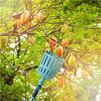 carambola fruit picker pole with basket carambola fruit picker pole with basket