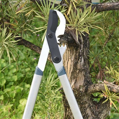 เครื่องมือตัดแต่งกิ่งที่ดีที่สุดคือ Bypass Loppers