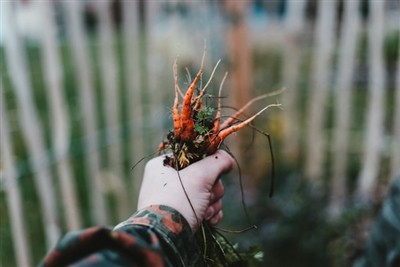 เชี่ยวชาญศิลปะแห่งการกำจัดวัชพืช: คู่มือการใช้เครื่องมือกำจัดวัชพืชในสวนของคุณ